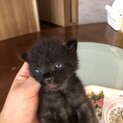 【募集中止】フワフワ子猫　真っ黒　♂　=^_^= 