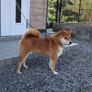 繁殖を引退した　可愛い赤の豆柴の雌です。