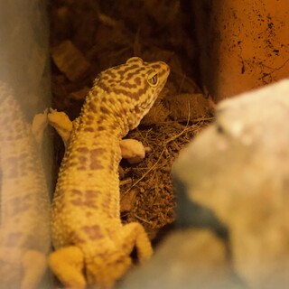 レオパードゲッコー　ヒョウモントカゲ