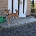 大人しい優しい犬です。