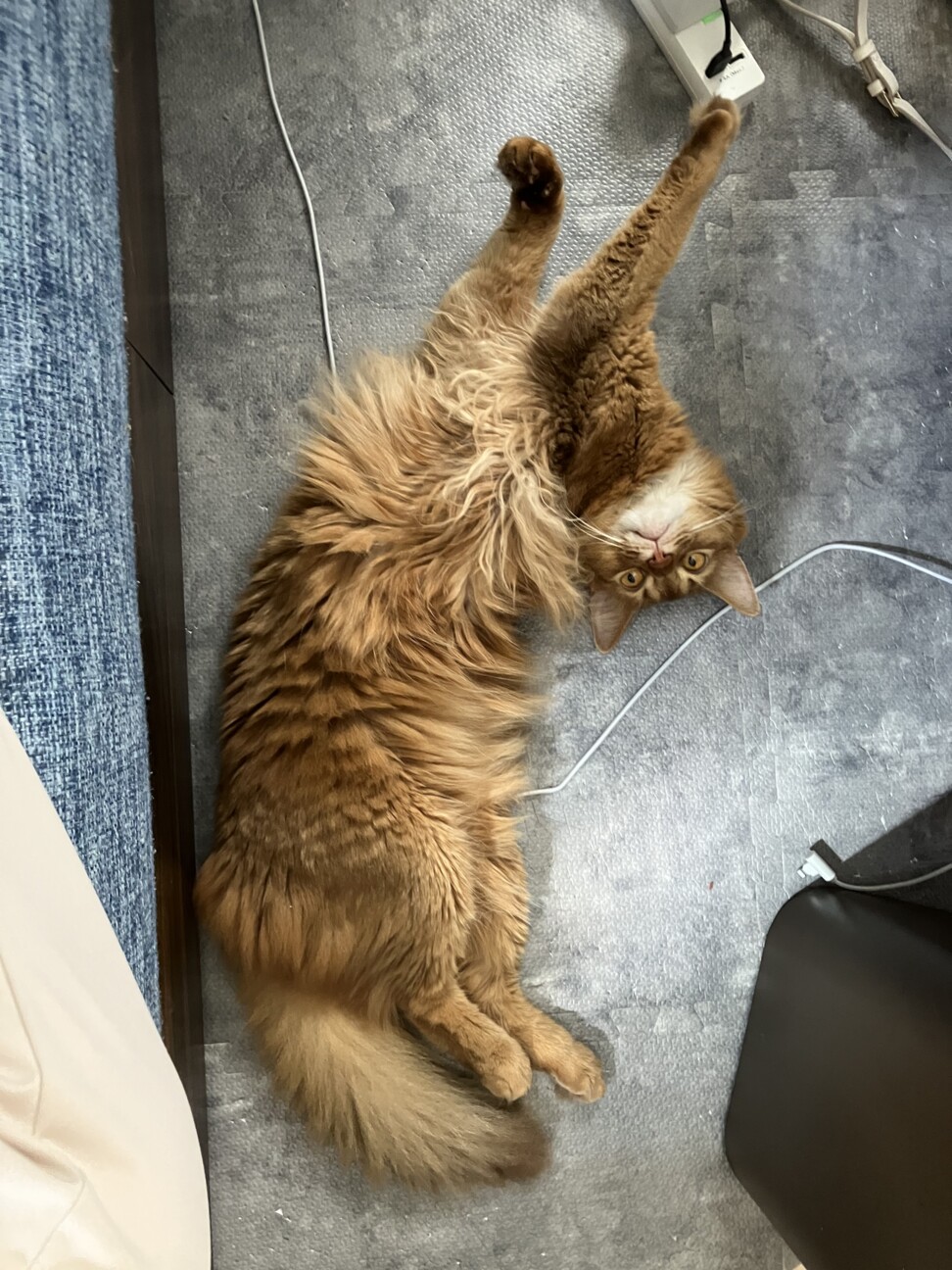 ソマリ(ソマちゃん)