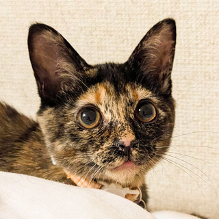 甘えっ子ハナチューするサビ女子❤️サラダ