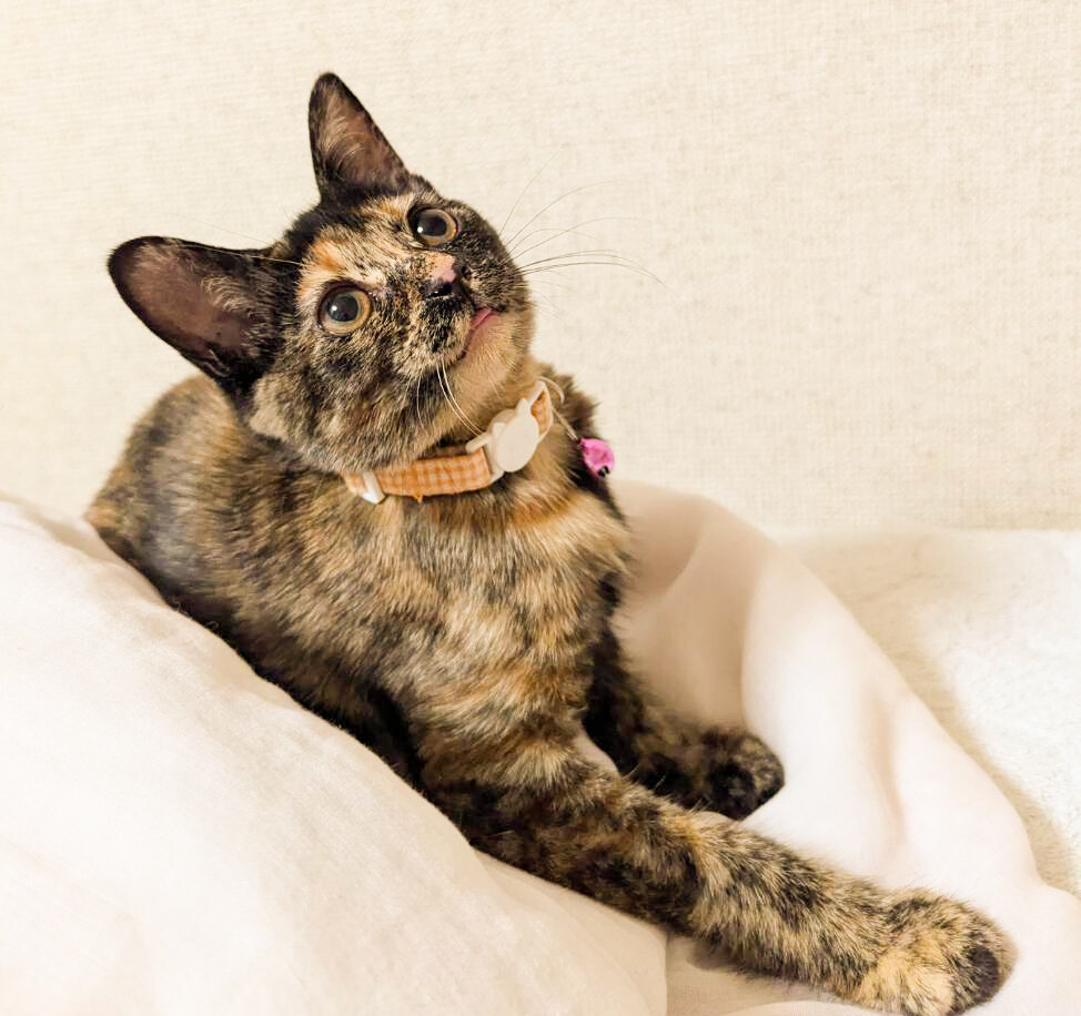 甘えっ子ハナチューするサビ女子❤️サラダ サムネイル2