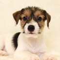 ジャックラッセルテリア　6月8日生まれの仔犬ちゃん