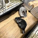 チンチラ【2匹一緒に】お迎えしてくださる方