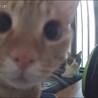 見守りカメラに映ってた犯人の顔