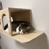 新しいキャットハウスはみんなお気に入りでよかった。