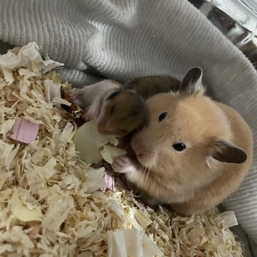 ままとキャベツの奪い合い〜♡
