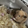 ままとキャベツの奪い合い〜♡
