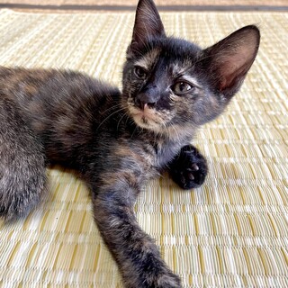 甘え上手おだやかサビ3ヶ月