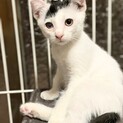 白系子猫　ナミちゃん