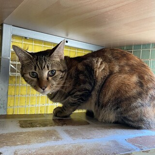 １才くらいのムギワラ猫の女の子シュガー