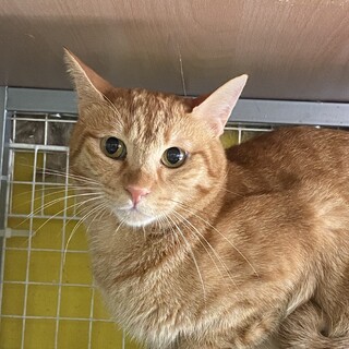 2歳くらいの茶トラの男の子ウィルソン