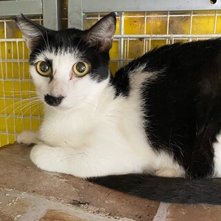 黒白の男の子　オーベロン