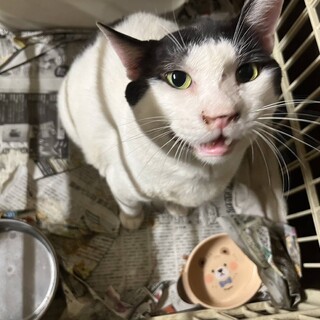 【代理投稿】人懐っこい温厚な、うしくん♪