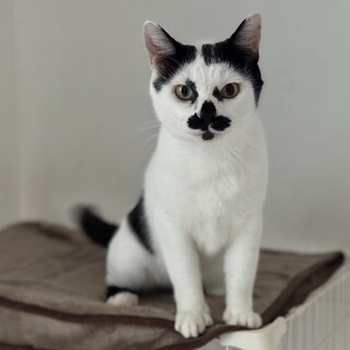 愛嬌抜群 人馴れ抜群☘️にお♂とっても甘えん坊