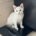 綺麗なブルーアイ☆アニィ♀生後18週