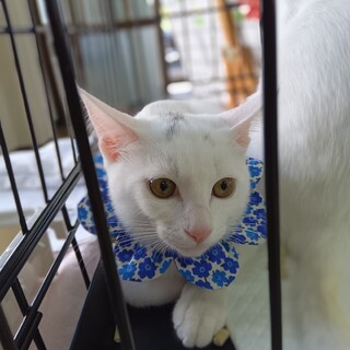 捨て猫のいっちゃん