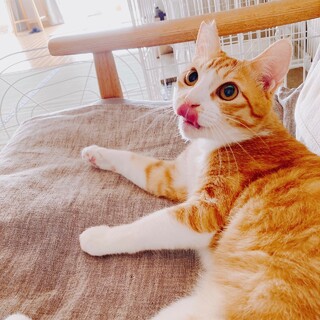 【9/15譲渡会】多頭飼育崩壊レスキュー・はるひ