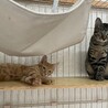 ４ヶ月の茶トラ & サバトラの兄弟 サムネイル2