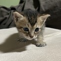 すくすく成長中のキジトラちゃん