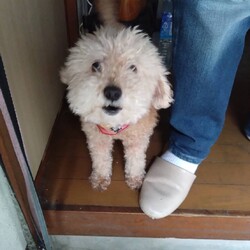 犬猫譲渡会～あなたの家族になりたい～in湖畔ROCK サムネイル2