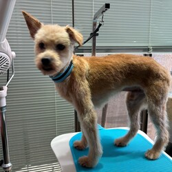 犬猫譲渡会～あなたの家族になりたい～in湖畔ROCK サムネイル3