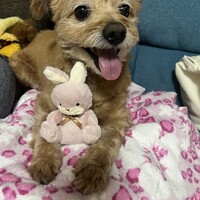 あんず