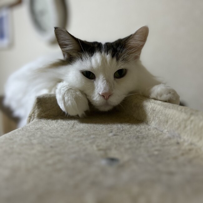 つかパンのカバー写真