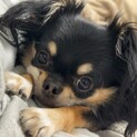 チワワ2歳の女の子　里親さん決定しました
