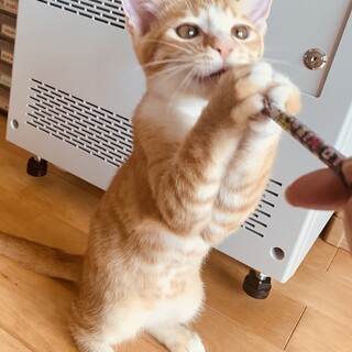 一時募集停止中　人が大好き茶トラ兄　