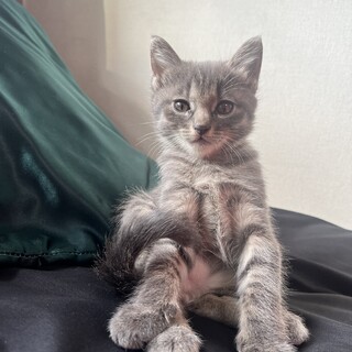 元気いっぱい人間と遊ぶの大好きイケメン君