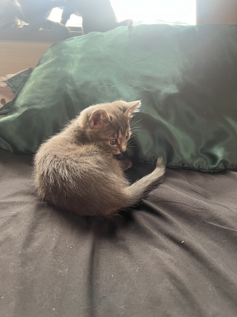 元気いっぱい人間と遊ぶの大好きイケメン君 サムネイル2