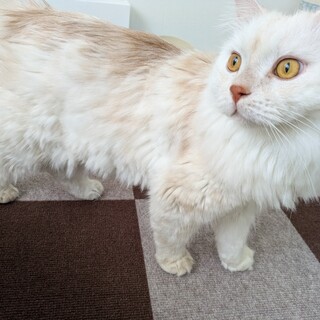 【里親決定】好奇心旺盛でマイペースなマンチカン