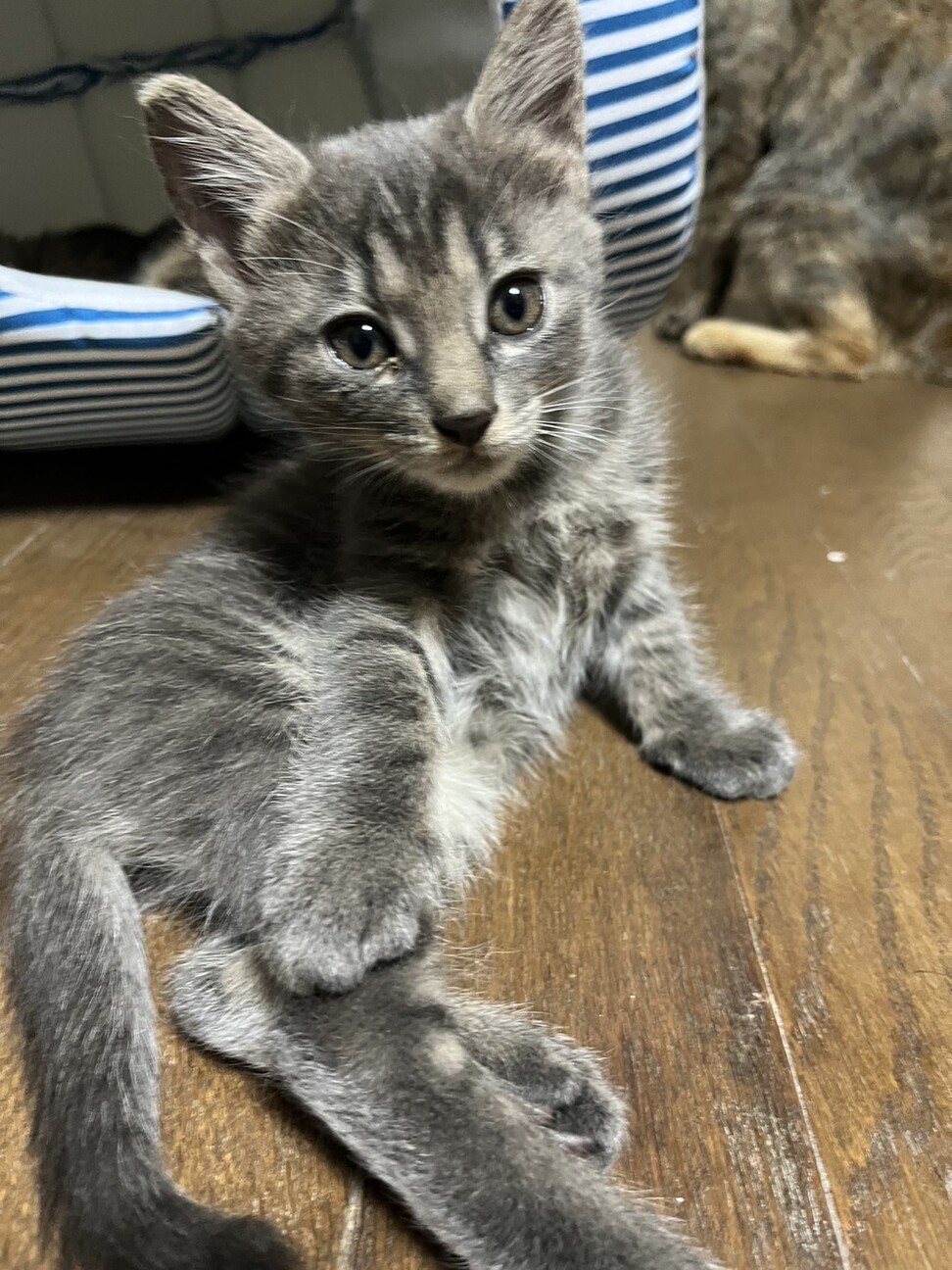 元気いっぱい人間と遊ぶの大好きイケメン君 サムネイル3