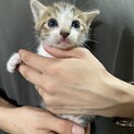 土嚢袋に入れられて竹藪に捨てられていた子猫達