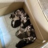 土嚢袋に入れられて竹藪に捨てられていた子猫達 サムネイル2