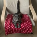 元飼い主飼育困難によるシニア猫ちゃんの里親募集です