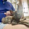 かわいいサビ猫のオリヒメちゃんです。 サムネイル3