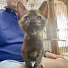 かわいいサビ猫のオリヒメちゃんです。 サムネイル4