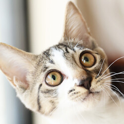 猫と遊べる譲渡会 サムネイル2