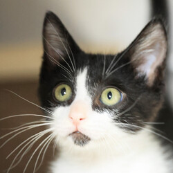 猫と遊べる譲渡会 サムネイル3