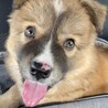 動画を見たら最後！2ヶ月半の動くモコモコぬいぐるみ サムネイル2