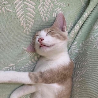 白ミルクティー色の子猫