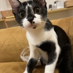 in名古屋市☆子猫たくさん！保護猫をオウチに迎えよう☆2024年9月15日（日）～ちーむ にゃいんず