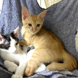 in岡崎市☆子猫たくさん！保護猫をオウチに迎えよう☆2024年9月16日（祝）～ちーむ にゃいんず