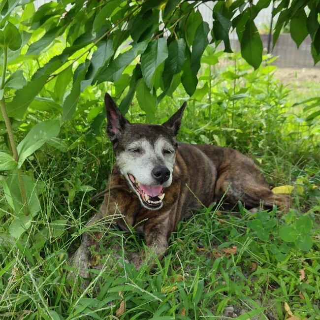 しもつき030のカバー写真