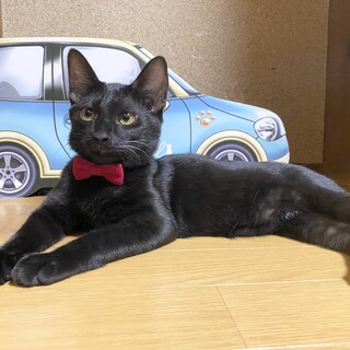 【4/13譲渡会】寄り添い系にゃんこ♡ピコラ