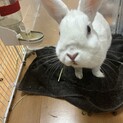 ミニーうさぎ