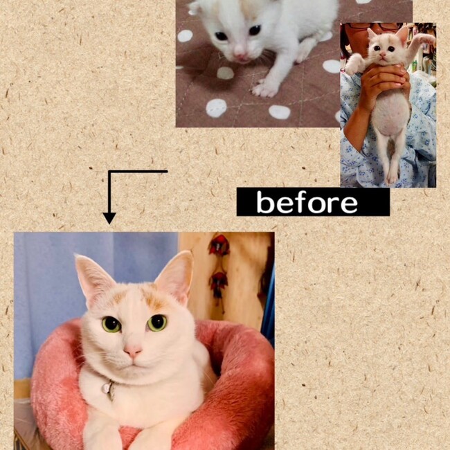 平野るみのカバー写真